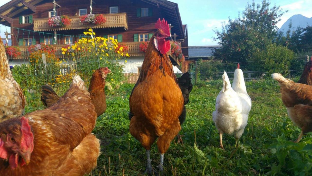 Ferienwohnung Biobauernhof Jagglhof Saalfelden Exterior foto